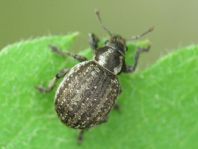 Philopedon plagiatus
