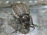 Philopedon plagiatus