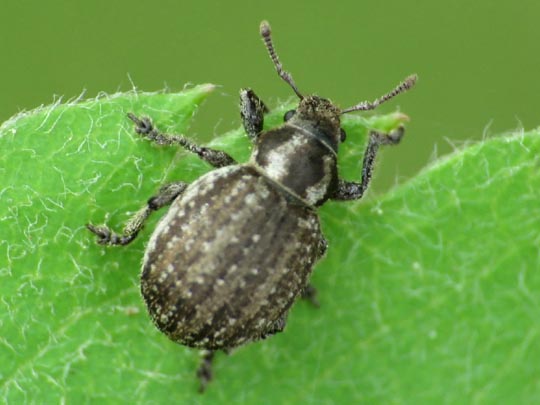Philopedon plagiatus