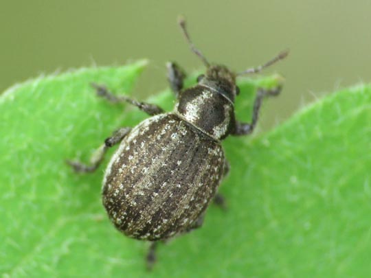 Philopedon plagiatus