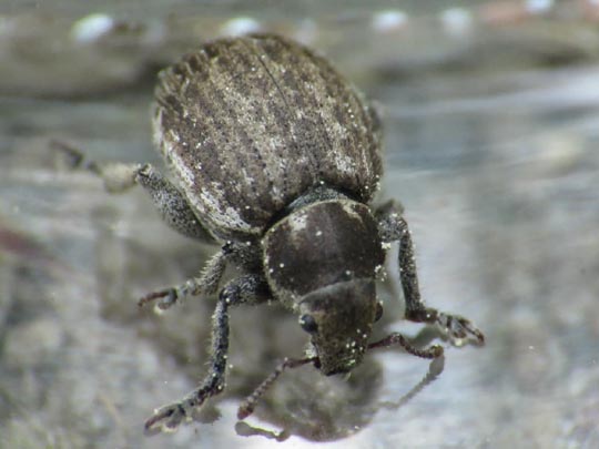 Philopedon plagiatus