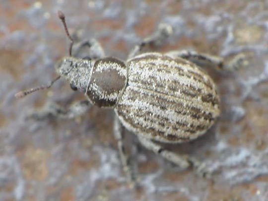 Philopedon plagiatus
