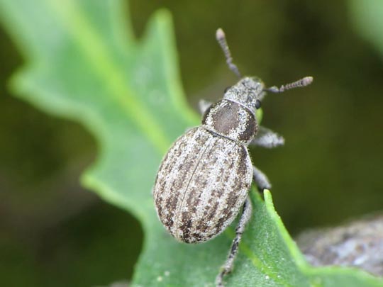 Philopedon plagiatus