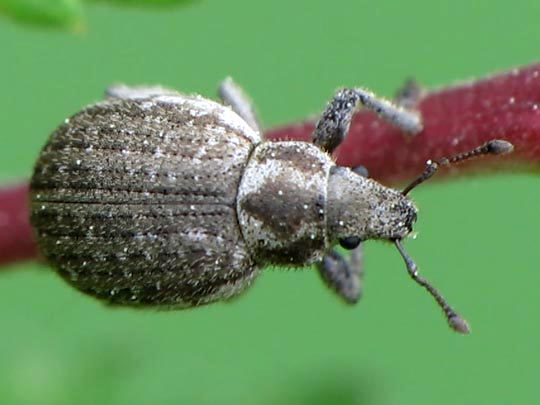 Philopedon plagiatus