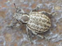 Philopedon plagiatus