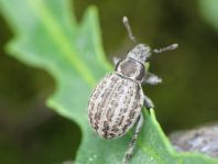 Philopedon plagiatus