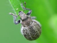 Philopedon plagiatus
