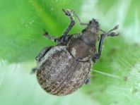 Philopedon plagiatus