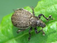 Philopedon plagiatus