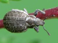 Philopedon plagiatus