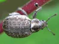 Philopedon plagiatus