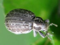Philopedon plagiatus