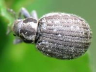 Philopedon plagiatus