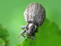 Philopedon plagiatus