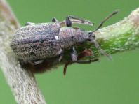 Phyllobius pyri
