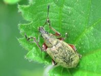 Phyllobius calcaratus