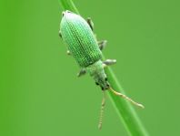 Phyllobius maculicornis