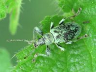 Phyllobius pomaceus