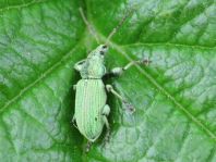 Phyllobius maculicornis