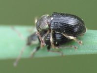 Phyllobius viridicollis