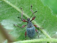 Phyllobius calcaratus