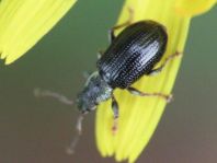 Phyllobius viridicollis