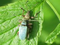 Phyllobius calcaratus