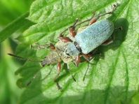 Phyllobius calcaratus
