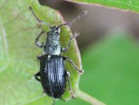 Phyllobius viridicollis