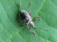 Phyllobius calcaratus