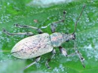 Phyllobius pomaceus