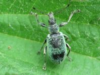 Phyllobius pomaceus
