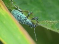 Phyllobius pomaceus