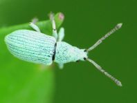 Phyllobius virideaeris