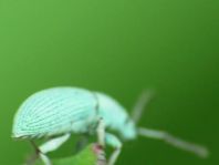Phyllobius virideaeris