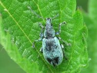 Phyllobius pomaceus