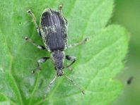 Phyllobius pomaceus