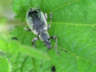 Phyllobius pomaceus