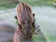 Phyllobius pyri