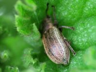 Phyllobius pyri