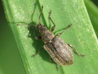 Phyllobius pyri