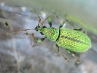 Phyllobius argentatus