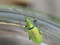 Phyllobius argentatus