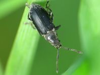 Phyllobius pyri