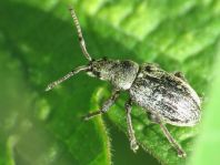 Phyllobius pyri
