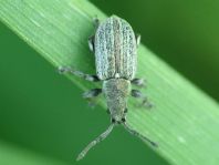 Phyllobius pyri