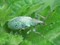 Phyllobius pomaceus