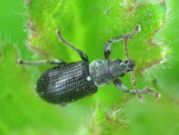 Phyllobius viridicollis