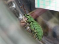 Phyllobius virideaeris