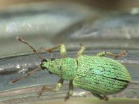 Phyllobius virideaeris
